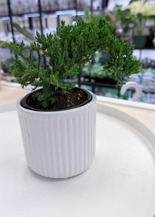 Juniper Bonsai | Juniperus Procumbens in White Pot