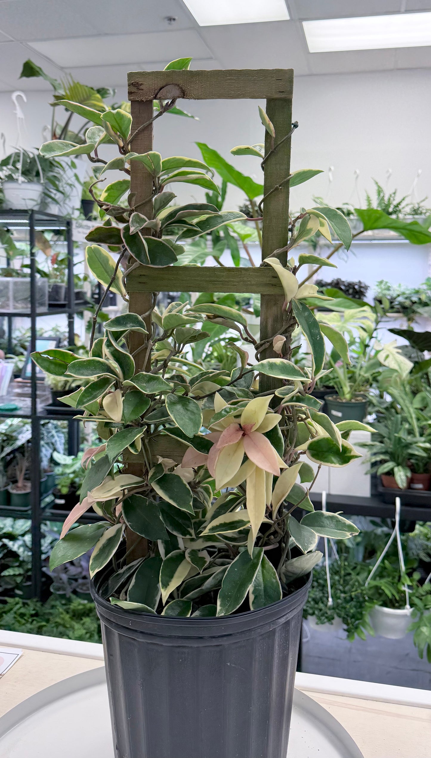 Hoya carnosa Outer Variegated | ‘Krimson Queen’