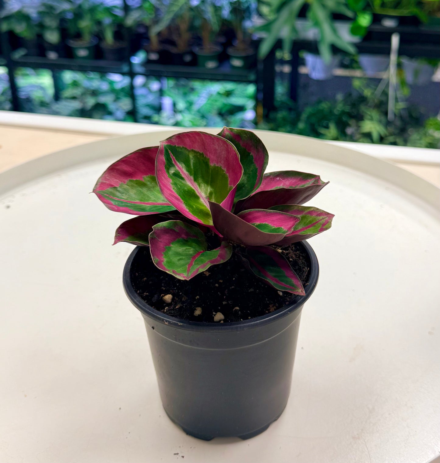 Calathea roseopicta 'Princess' | Goeppertia roseopicta 4”