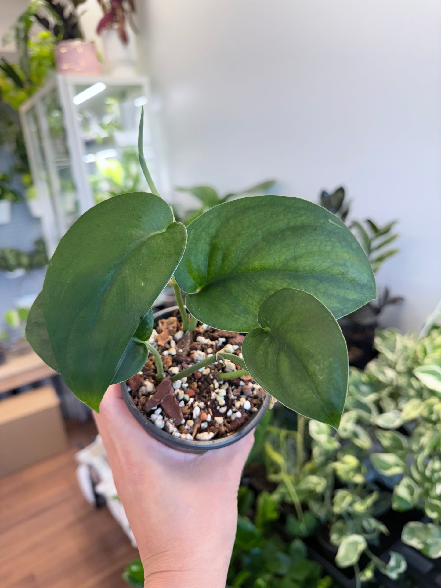 Scindapsus pictus ‘Jade Satin’ 4”