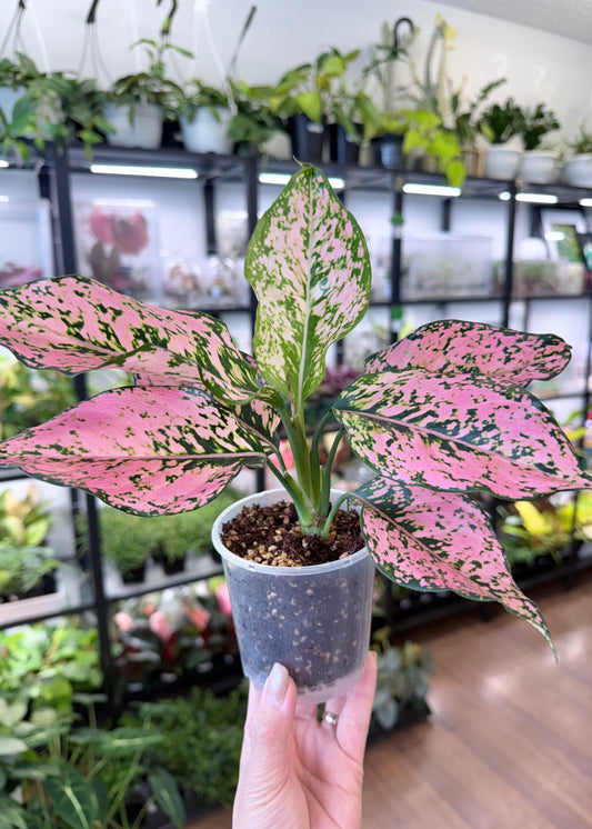 Aglaonema ‘Kamkoon’ Orange/Pink