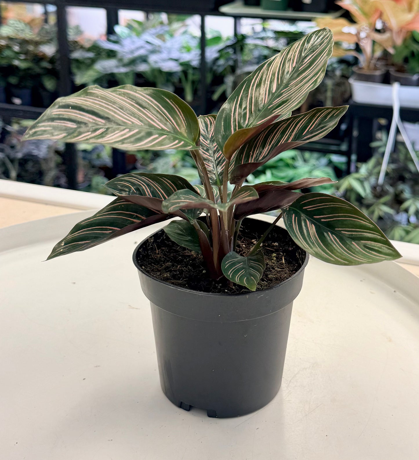 Calathea ornata | Pinstripe