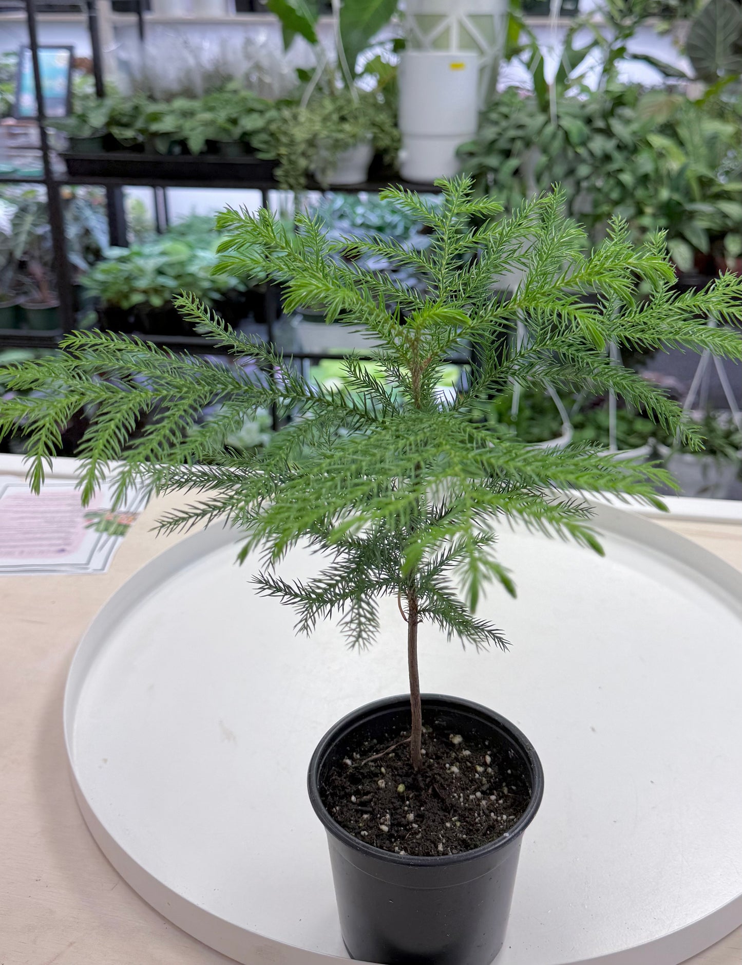 Norfolk Island Pine | Araucaria heterophylla 4”
