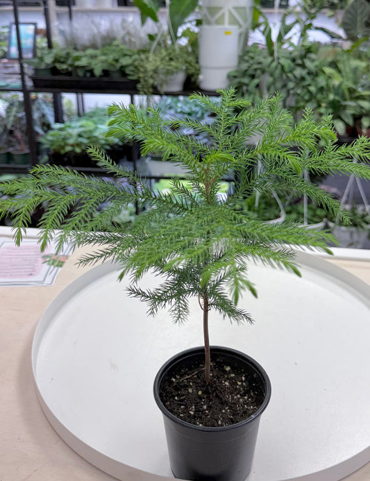 Norfolk Island Pine | Araucaria heterophylla 4”