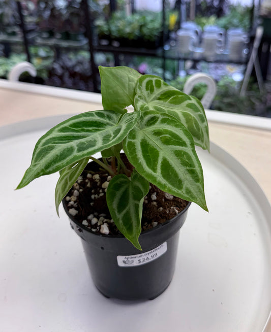 Anthurium crystallinum 4”