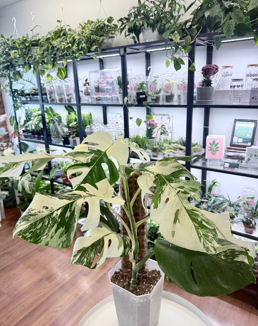 Monstera deliciosa Albo | Large