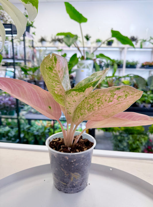 Aglaonema ‘Peach Banana’