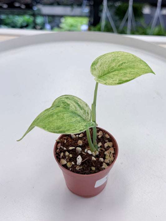 Scindapsus 'Creme Brulee' 2”