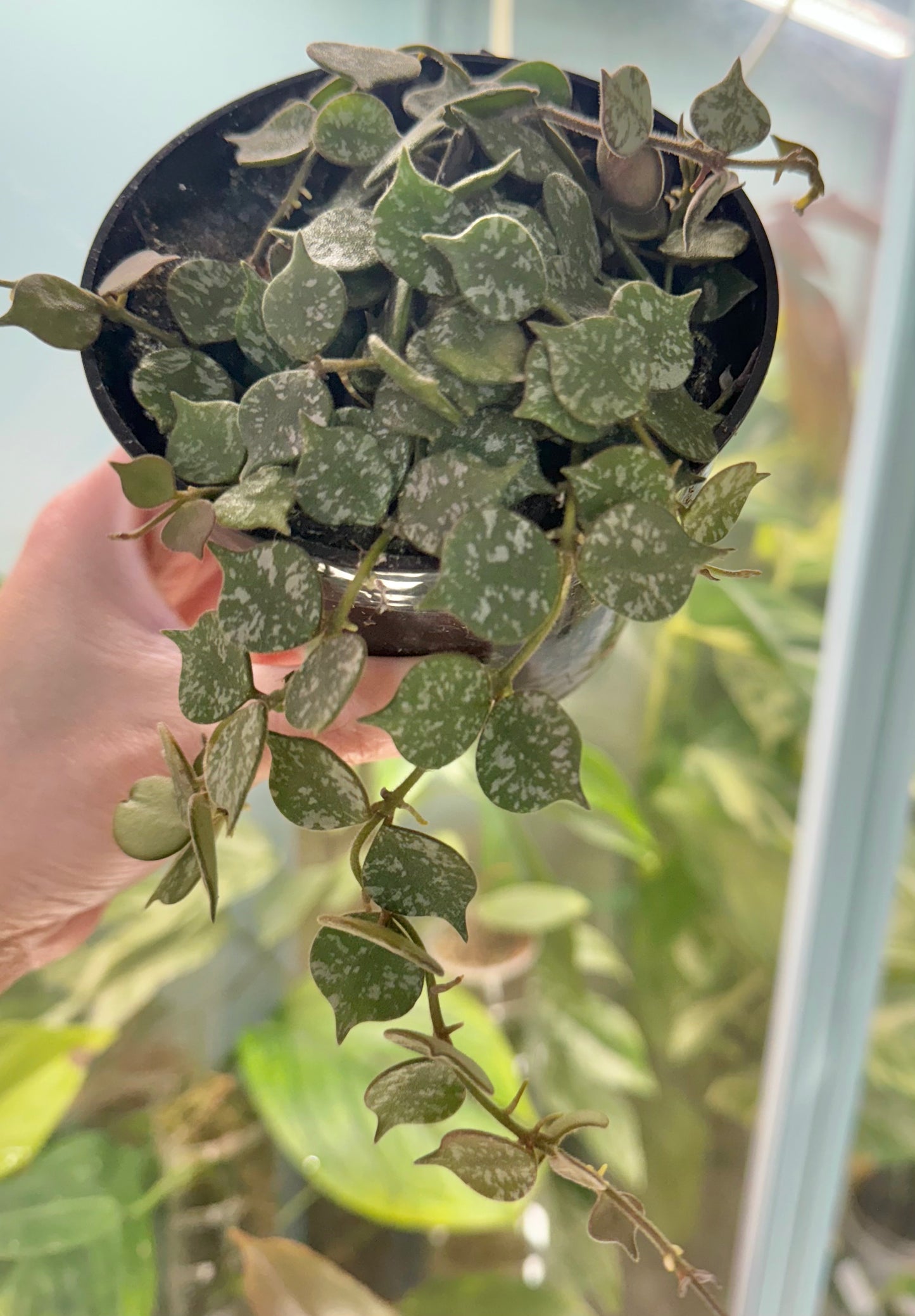 Hoya curtisii 4”