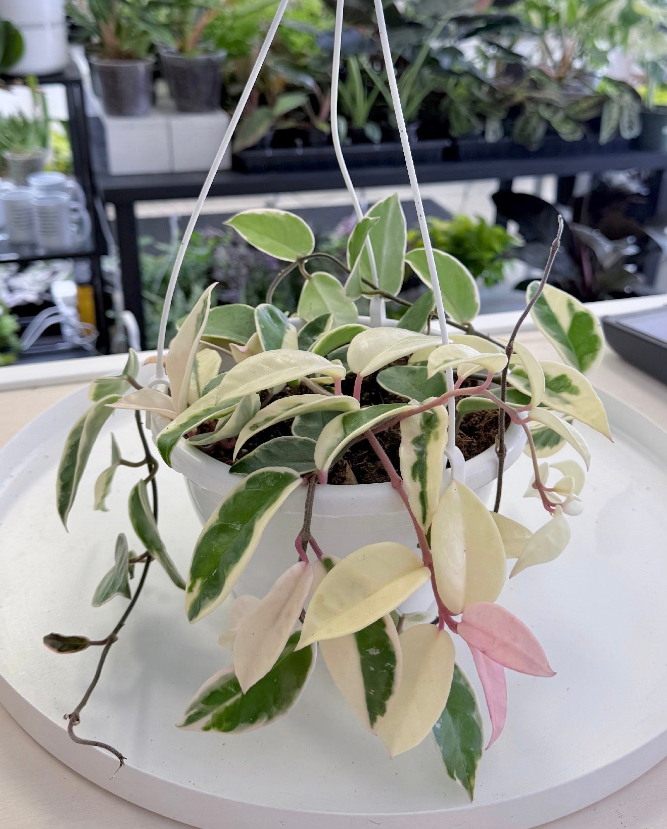 Hoya carnosa Outer Variegated | ‘Krimson Queen’