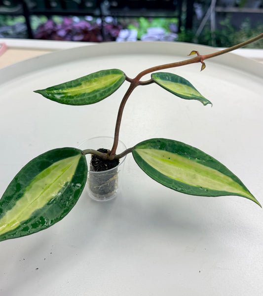 Hoya latifolia 'Pot of Gold' | Plugs