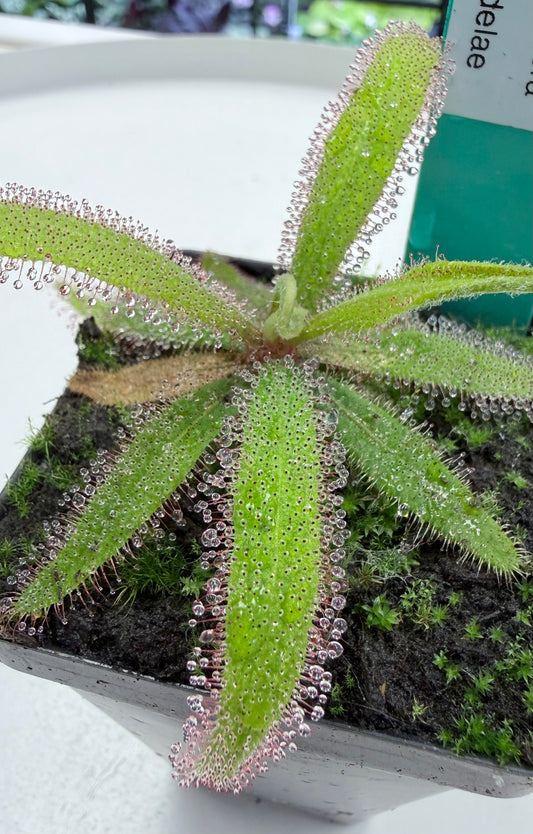 Carnivorous | Drosera adelae