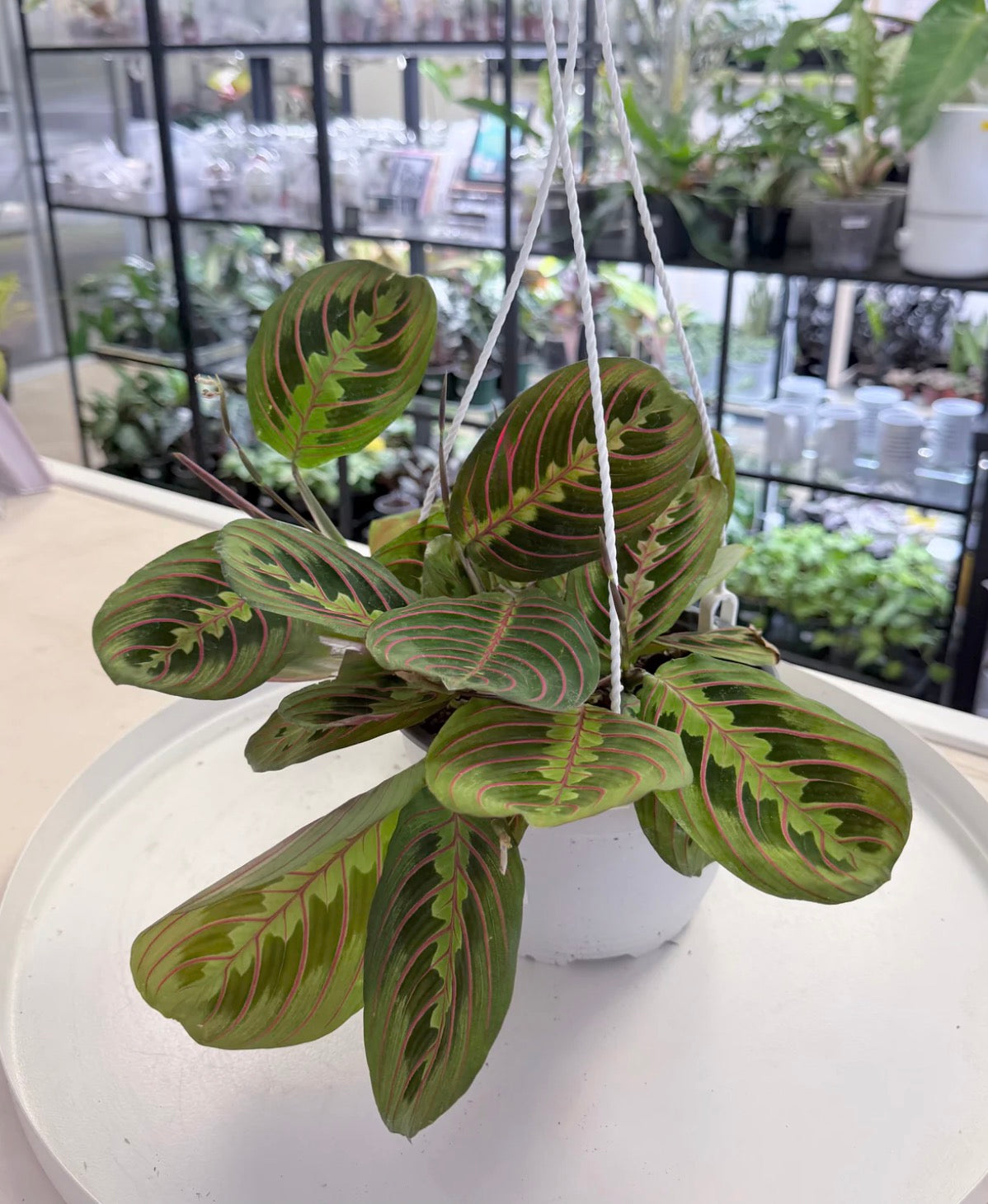Maranta leuconeura | Red Prayer Plant