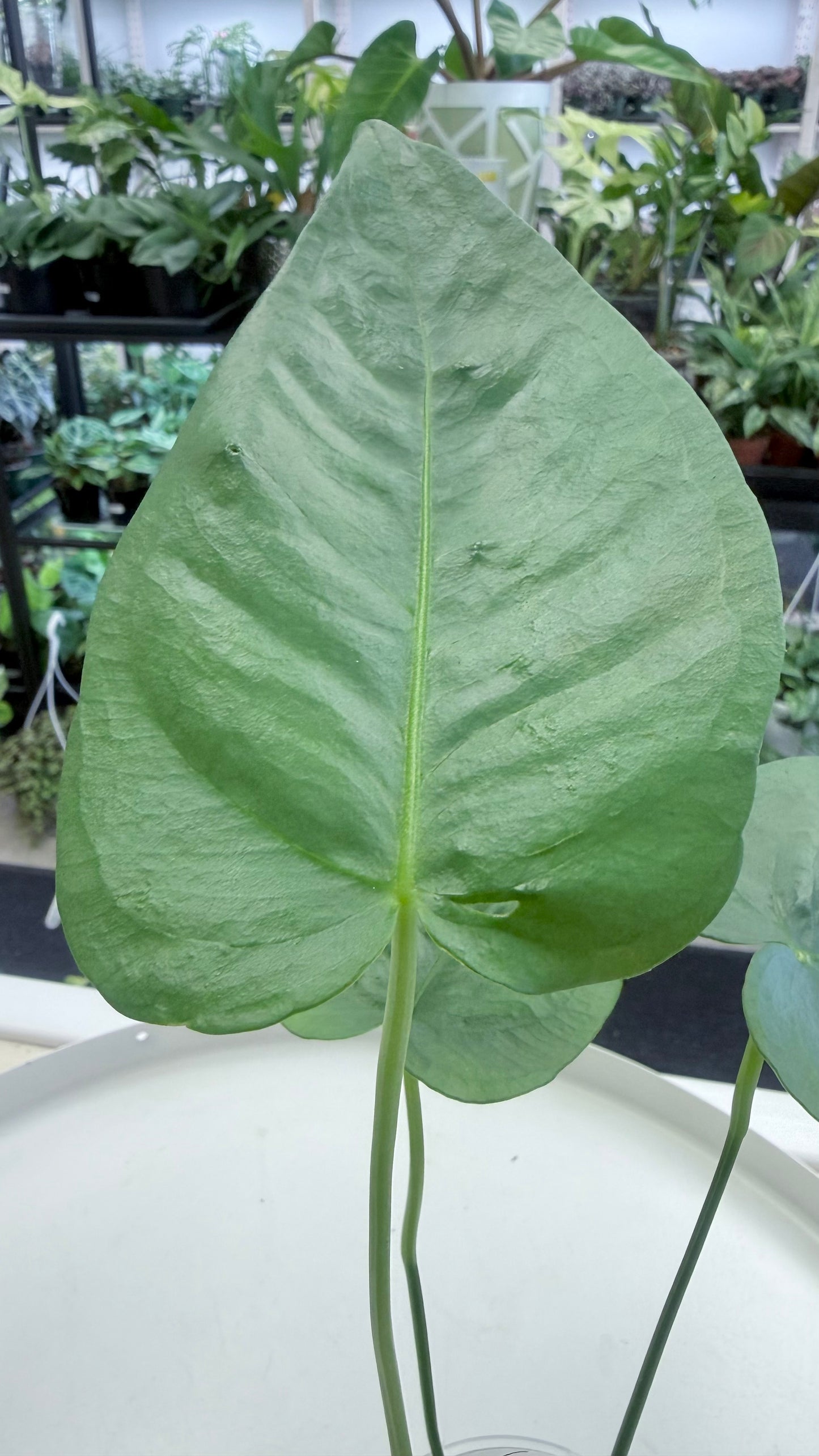 Anthurium xanthophylloides