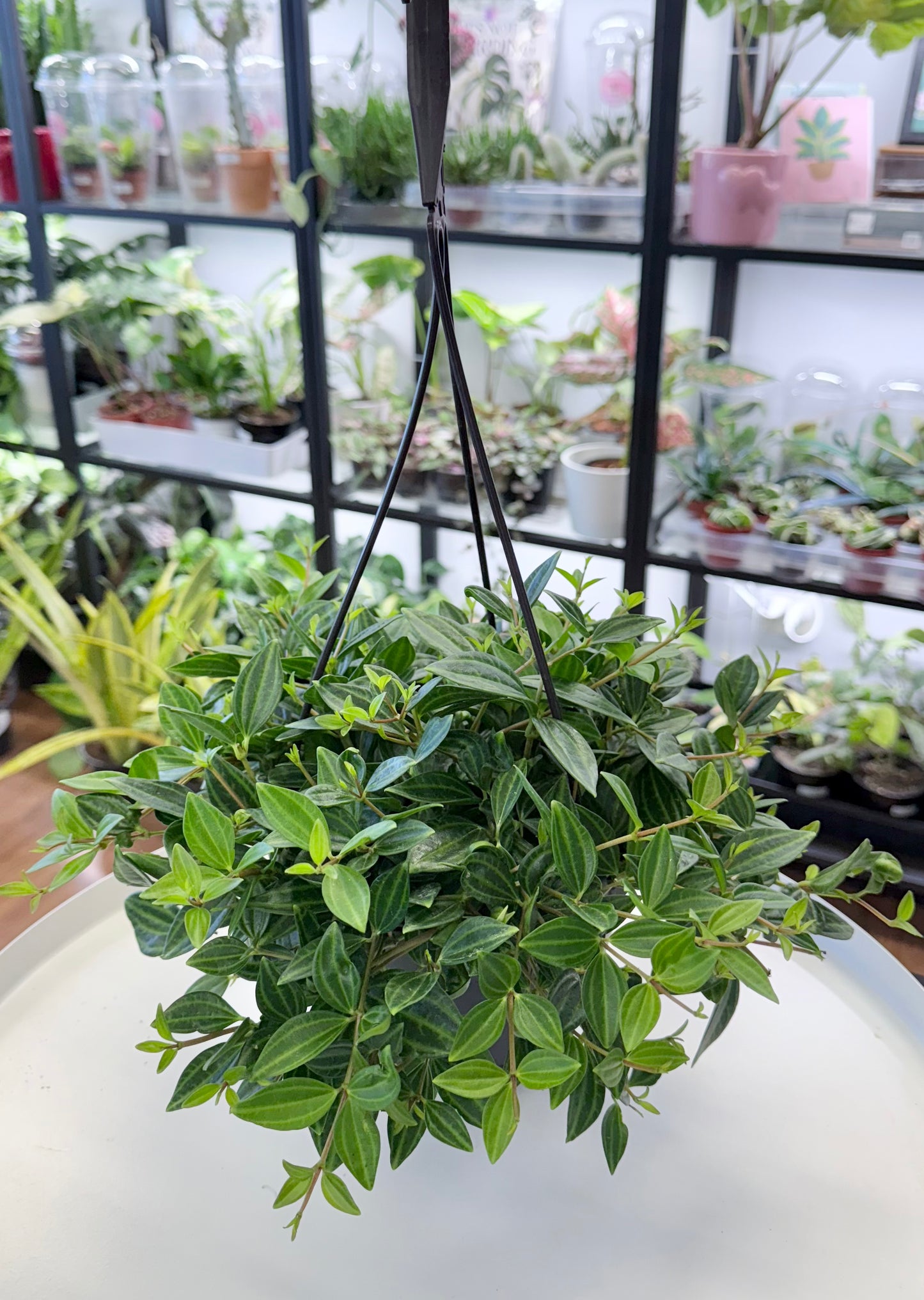 Peperomia angulata 6” Hanging Basket