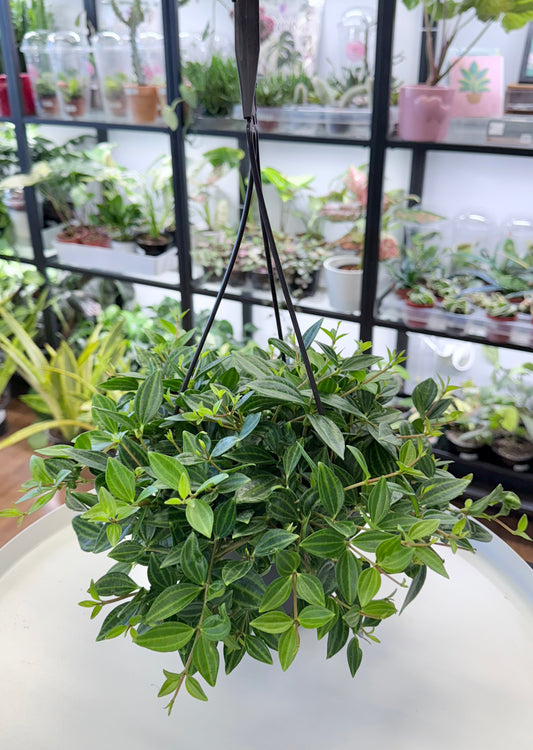 Peperomia angulata 6” Hanging Basket
