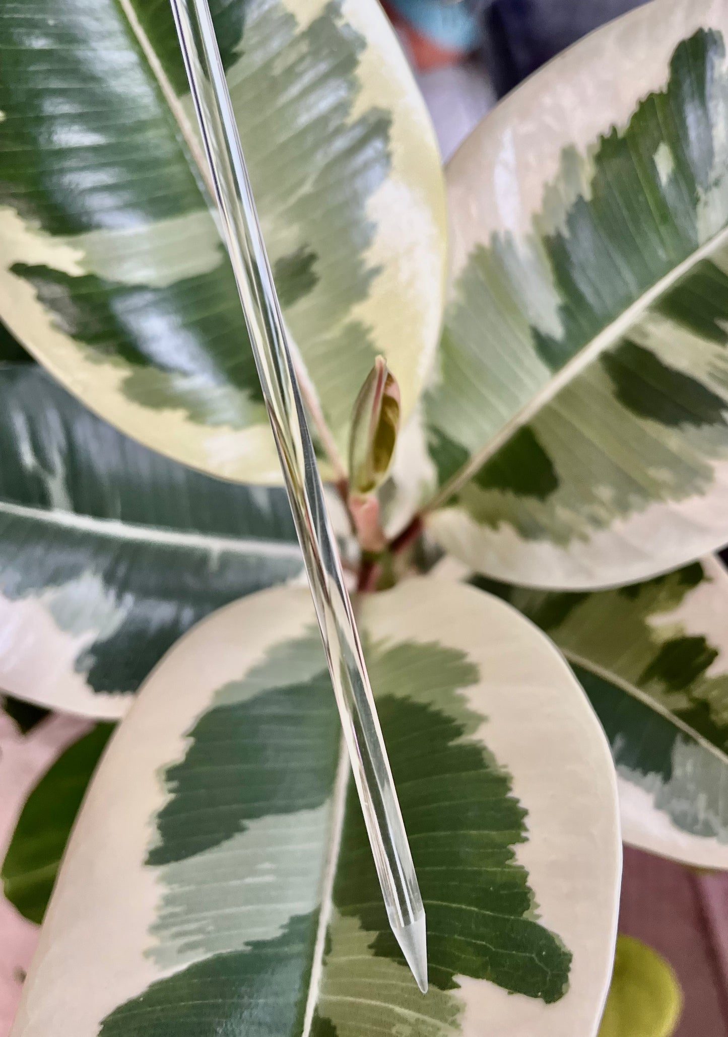 Clear Plant Support/Stake 8mmx12”