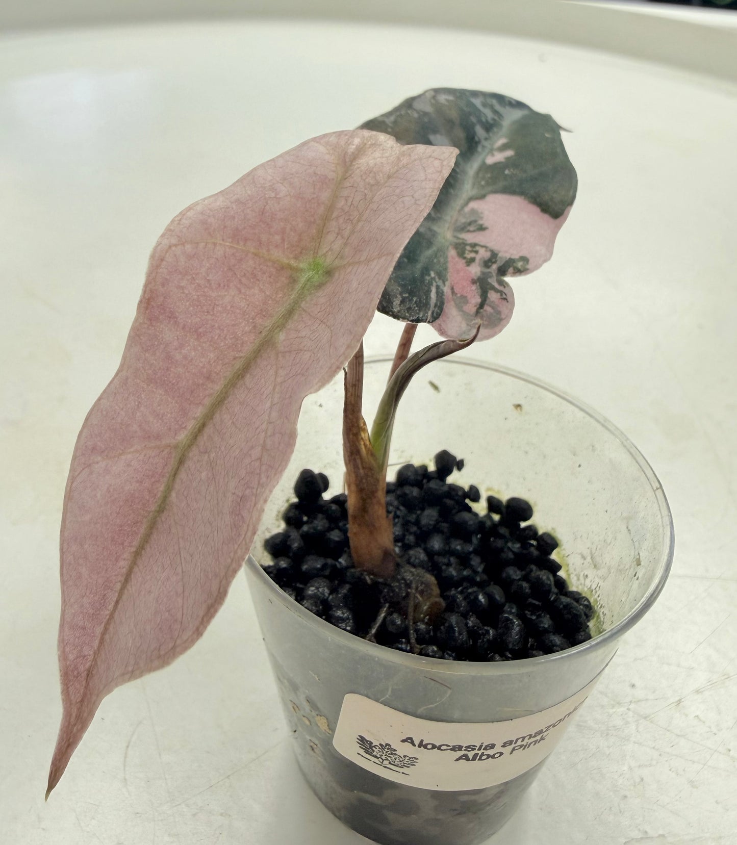 Starter Plant | Alocasia amazonica Pink/Mint