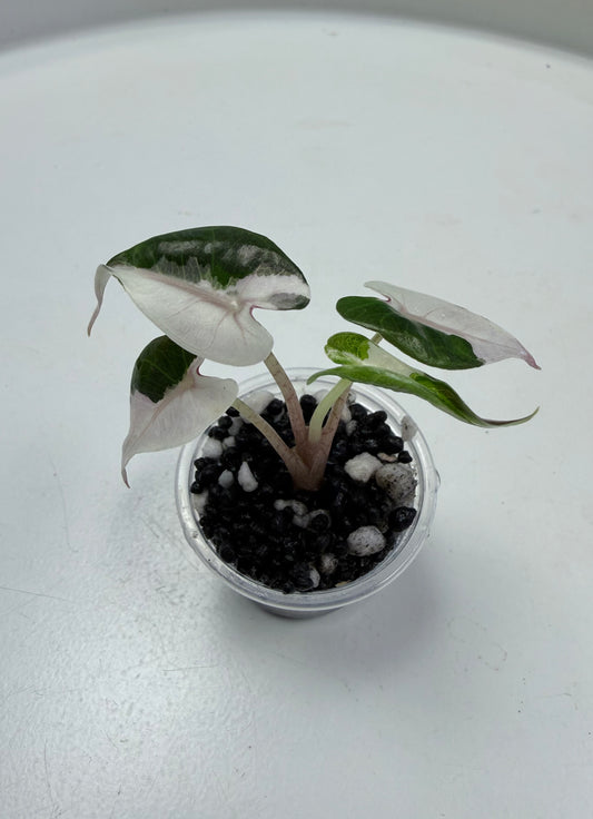 Alocasia Bambino Pink Variegated