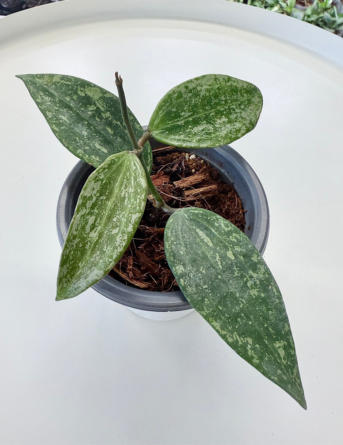 Hoya sp. Rangsan