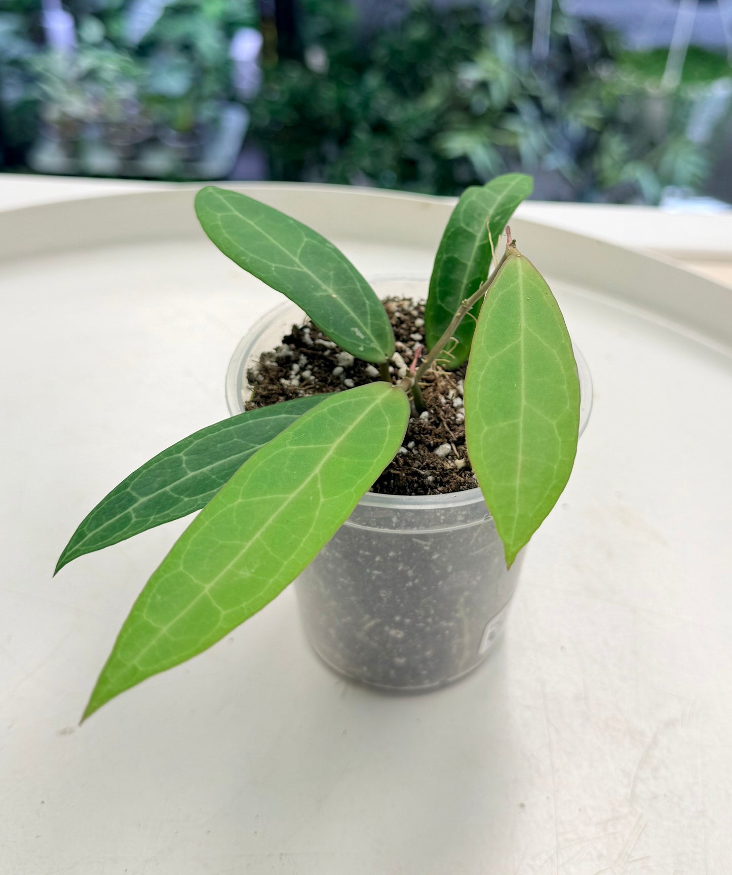 Hoya 'Love Affair' GTX 01-01 | Grown by Plant Positivity with Rowe