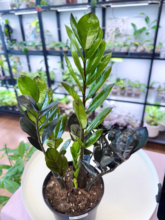 Raven ZZ | Zamioculcas zamiifolia 'Raven' 6”