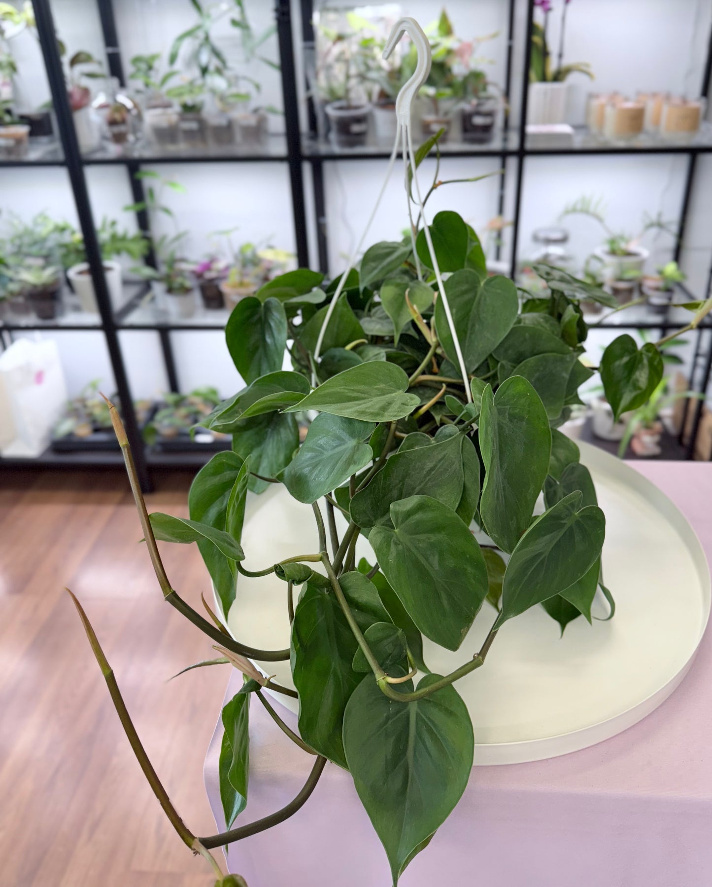 Philodendron hederaceum ‘Heartleaf’ l Hanging Basket 7”