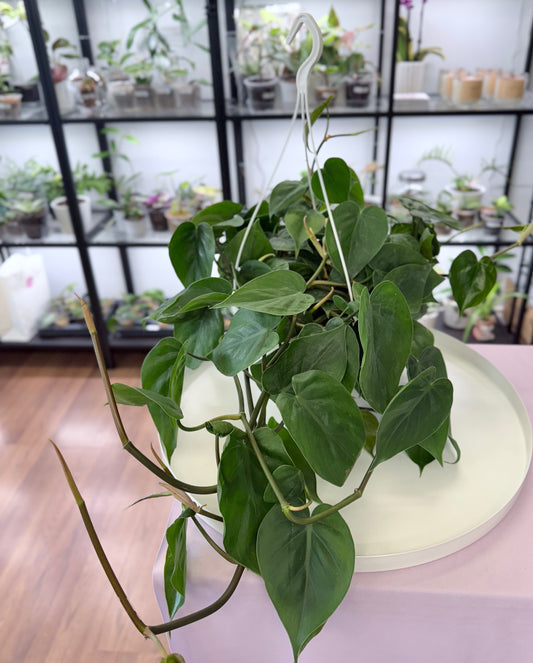 Philodendron hederaceum ‘Heartleaf’ l Hanging Basket 7”