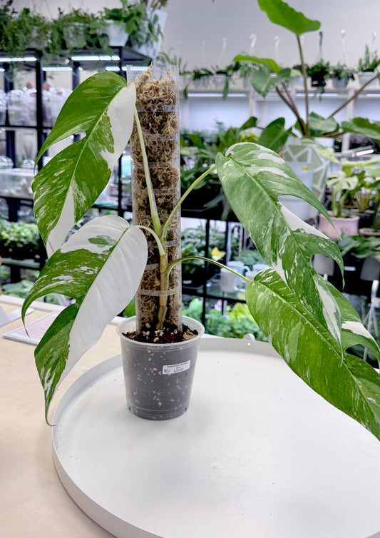 Epipremnum pinnatum Albo (Mature Form) Moss Pole | No Ship