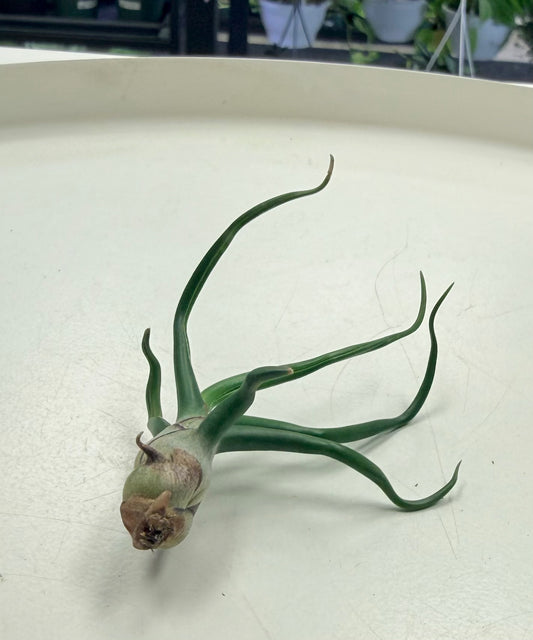 Air Plants | Tillandsia bulbosa