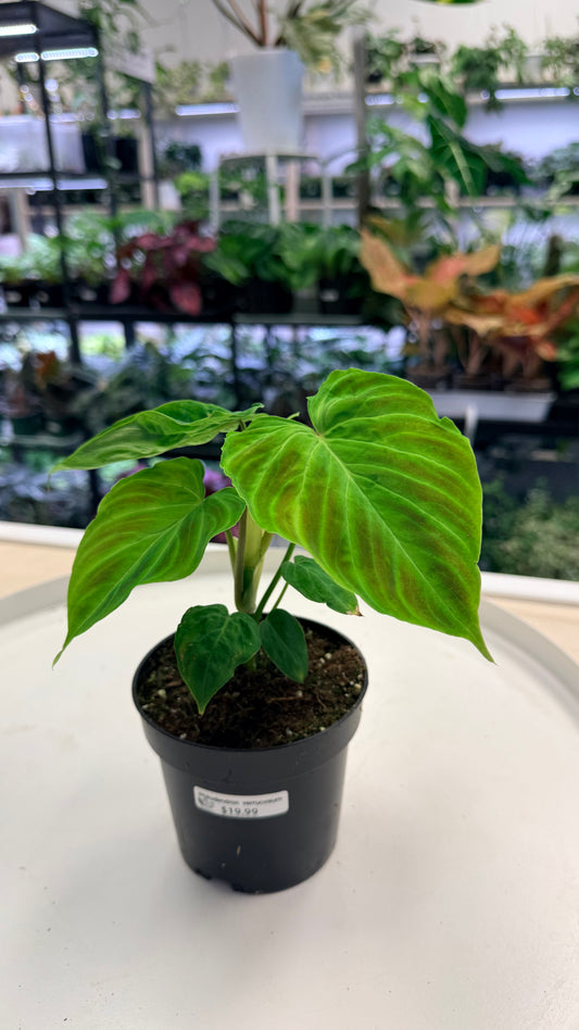 Philodendron verrucosum 4"