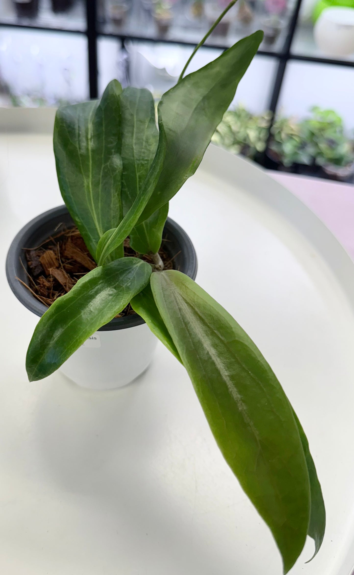 Hoya benguetensis