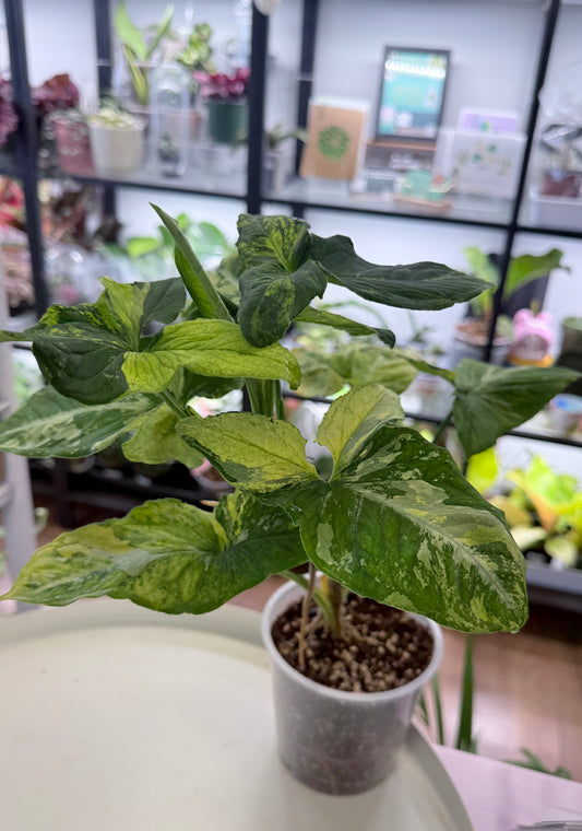 Syngonium 'Scrambled Eggs' | Full Plant