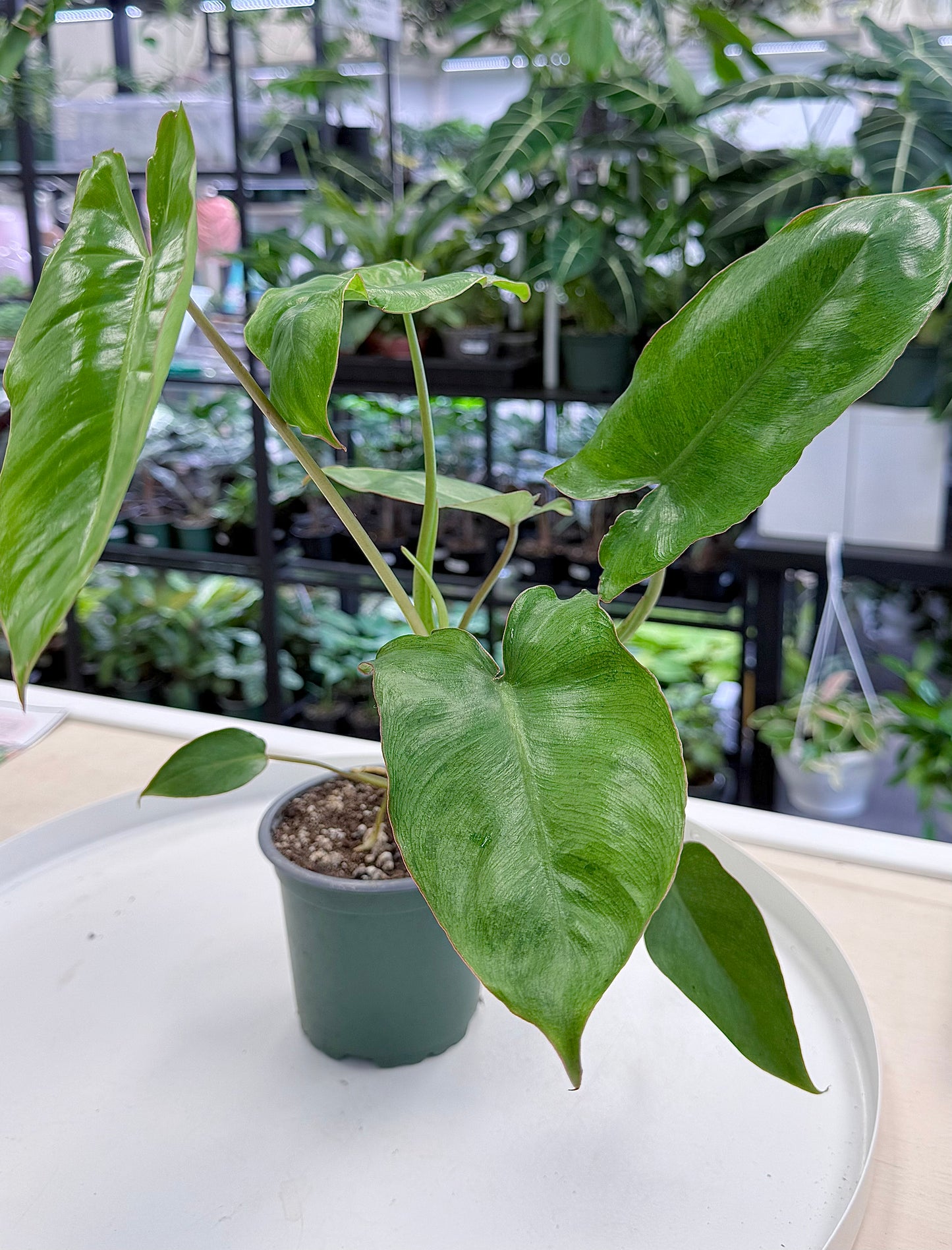 Philodendron ‘Paraiso Verde’