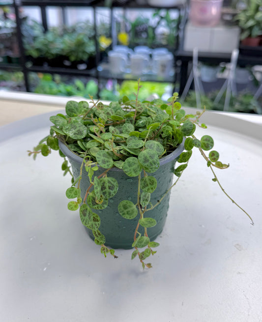 String of Turtles 4”