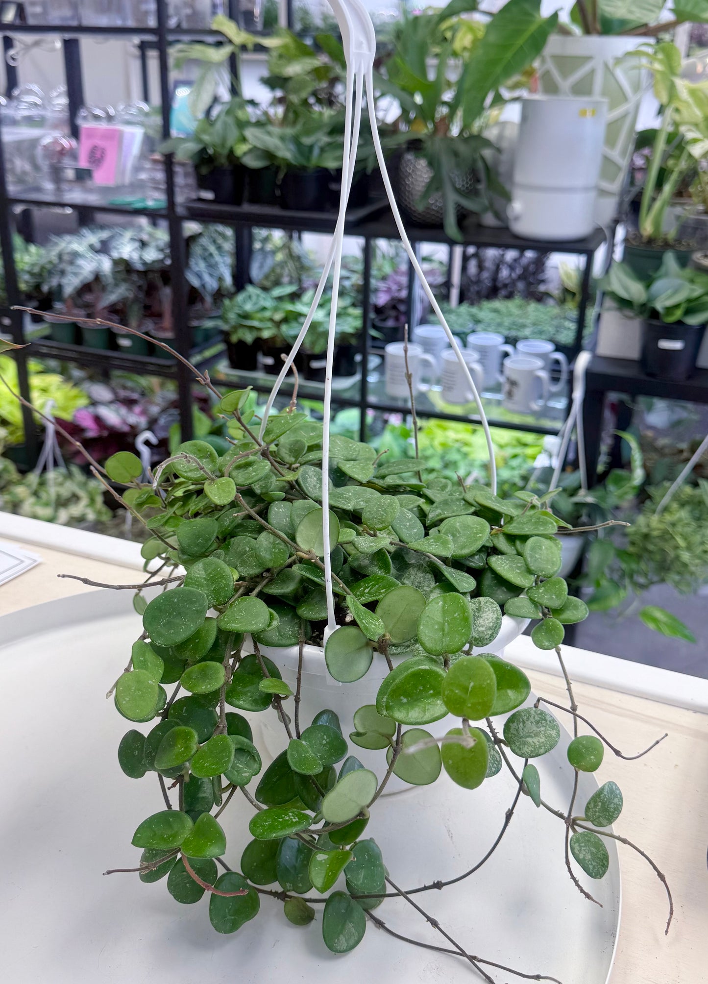 Hoya cv. Mathilde 8” HB No Ship