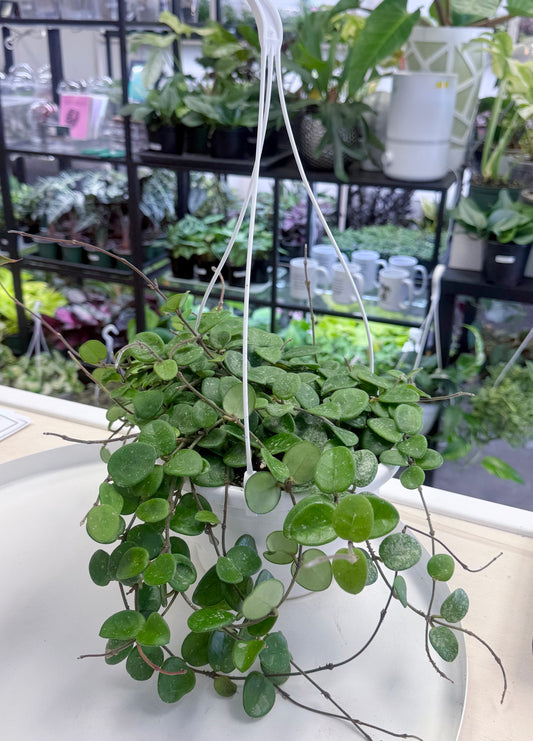 Hoya cv. Mathilde 8” HB No Ship