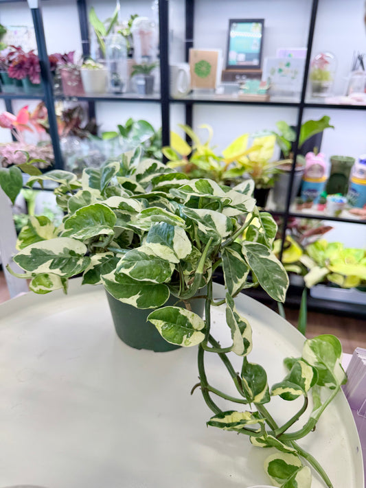 Epipremnum aureum ‘Pearls and Jade’ 6” No Ship