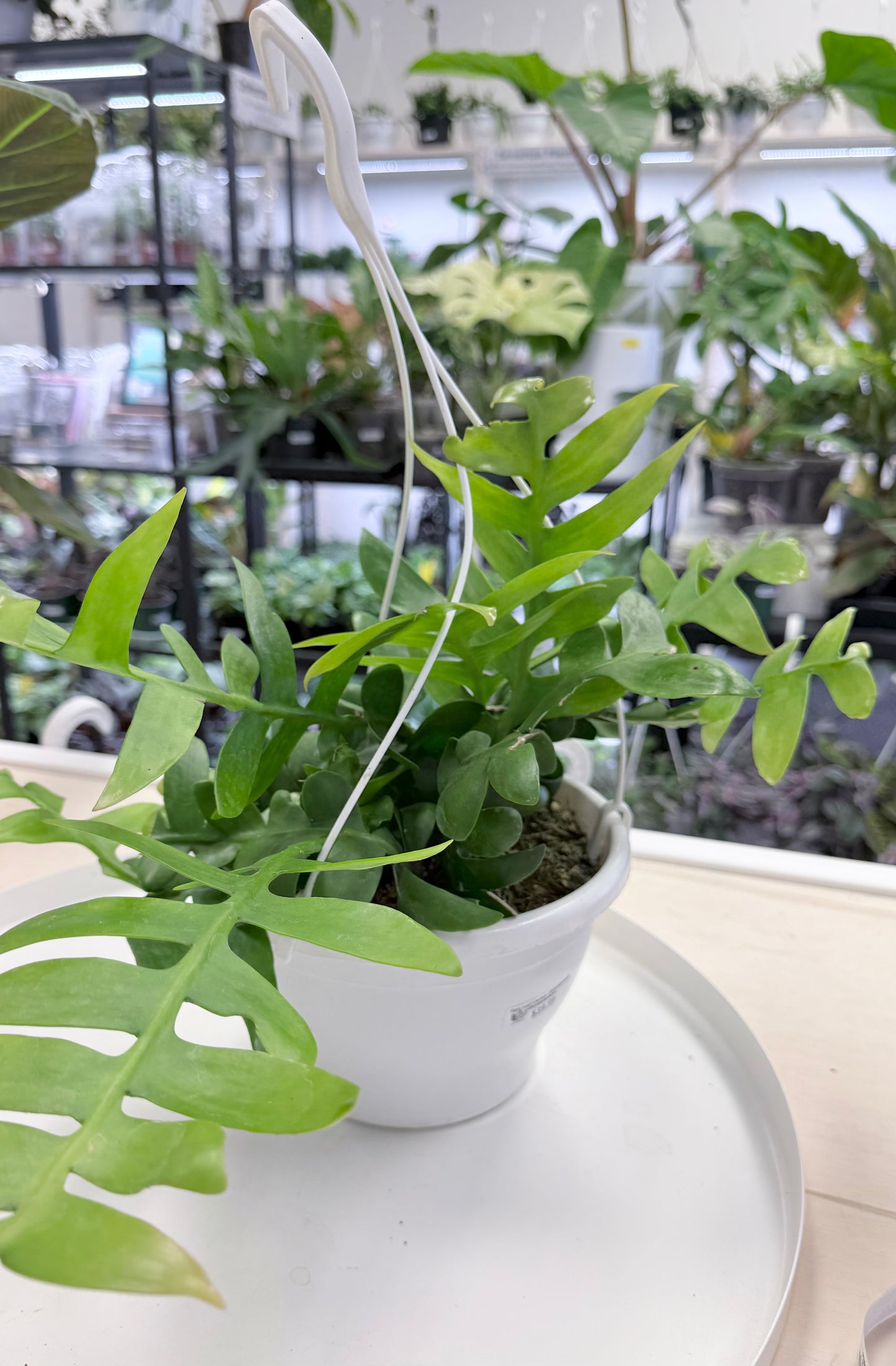 Fern Leaf Cactus | Selenicereus chrysocardium 8” HB No Ship