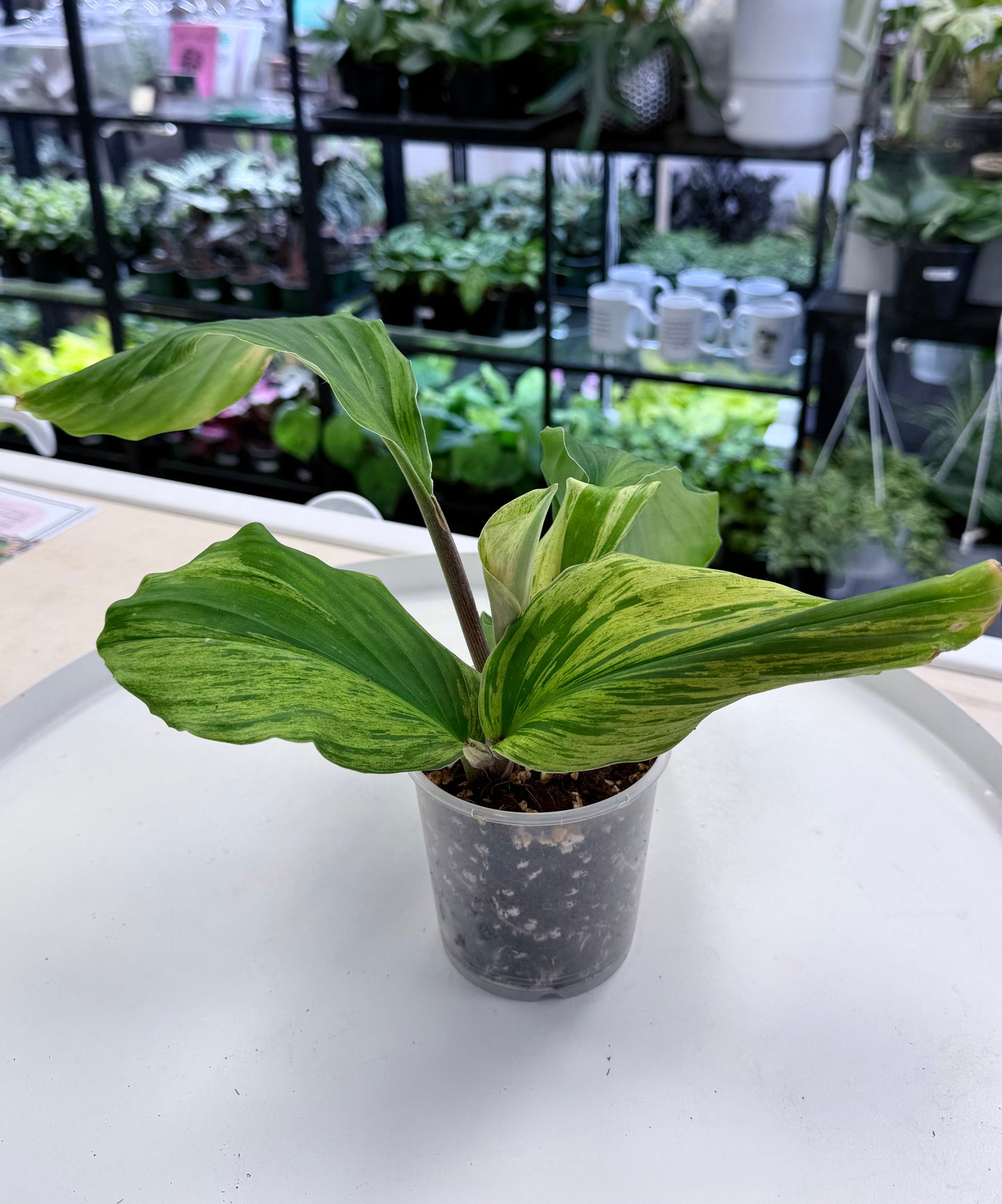 Kaempferia sp. Variegated