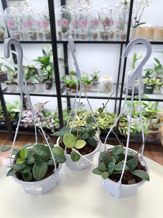 Hoya cv. Mathilde 3” Hanging Basket