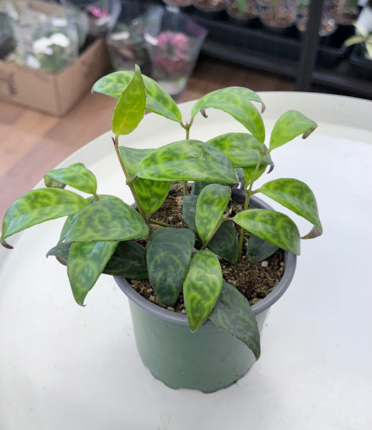 Aeschynanthus longicaulis | Black Pagoda Lipstick Plant 4”