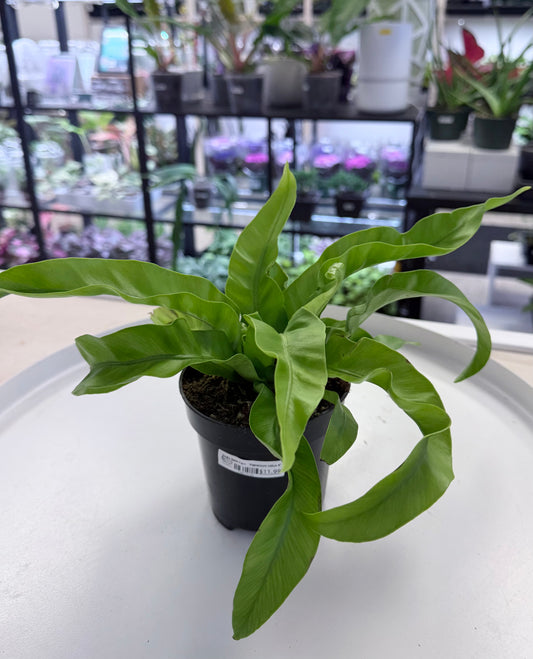 Bird’s Nest Fern | 'Asplenium nidus 4”