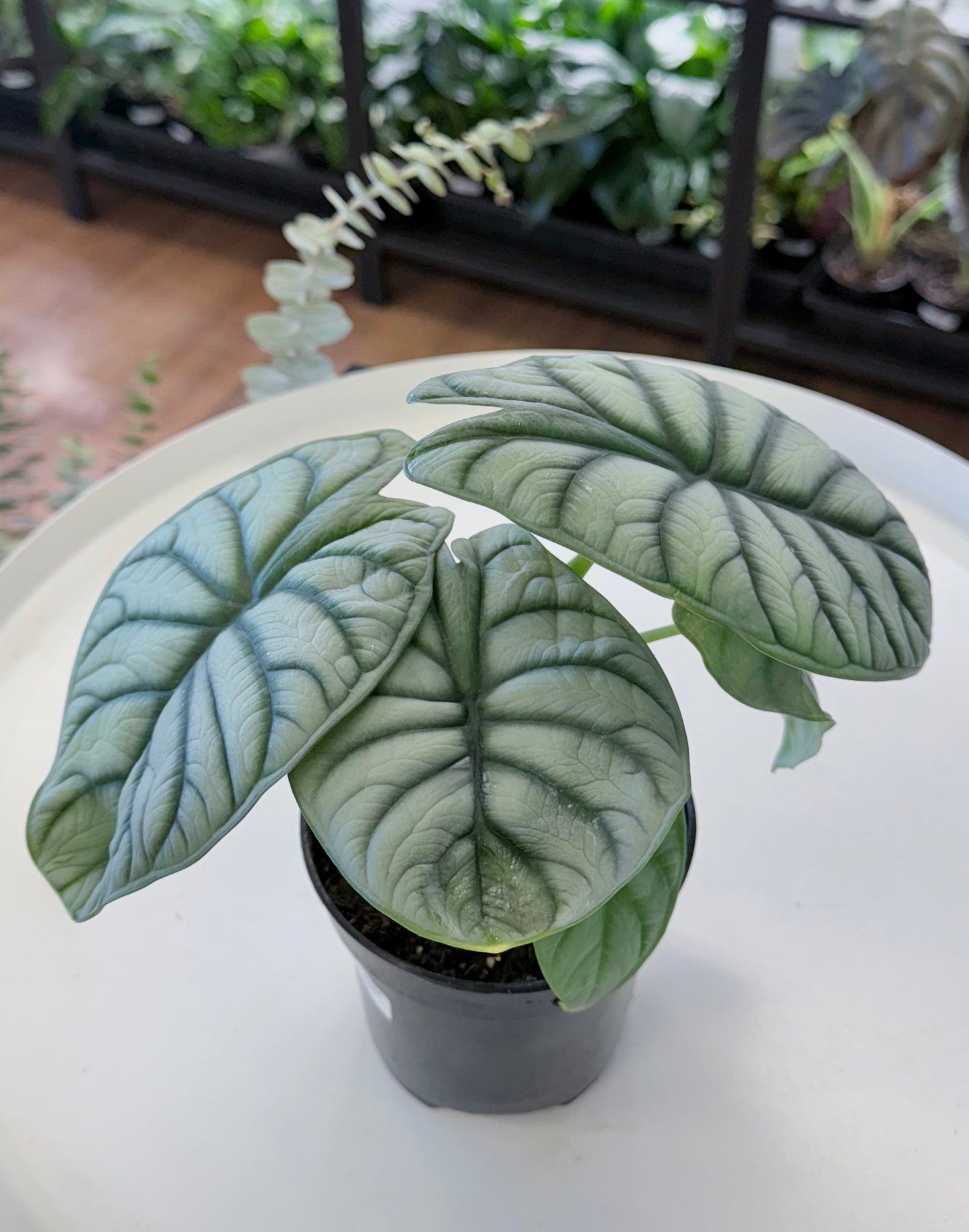 Alocasia baginda ‘Silver Dragon’