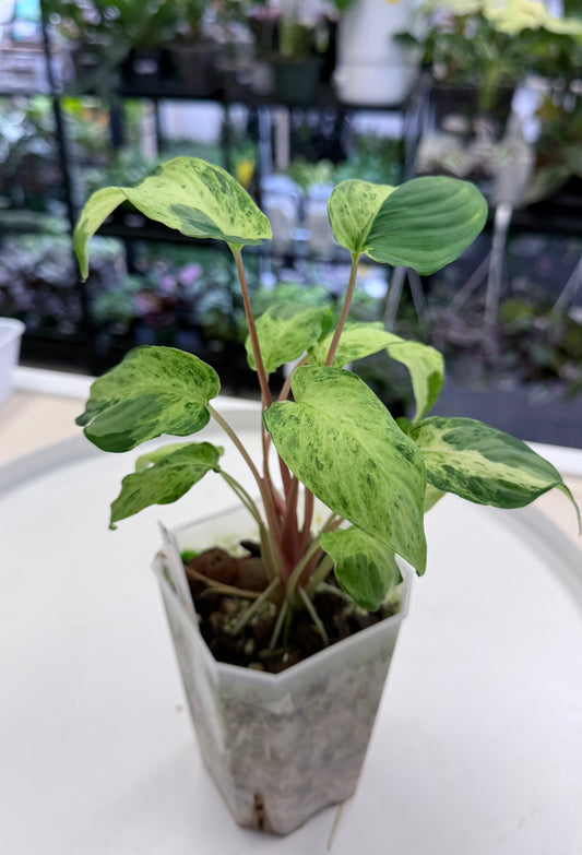 Homalomena Red Stem Variegated