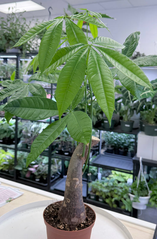 Pre-Bonsai | Pachira aquatica | Money Tree