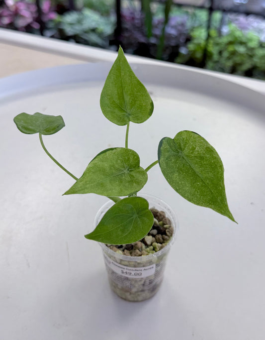 Alocasia cucullata Aurea 2”