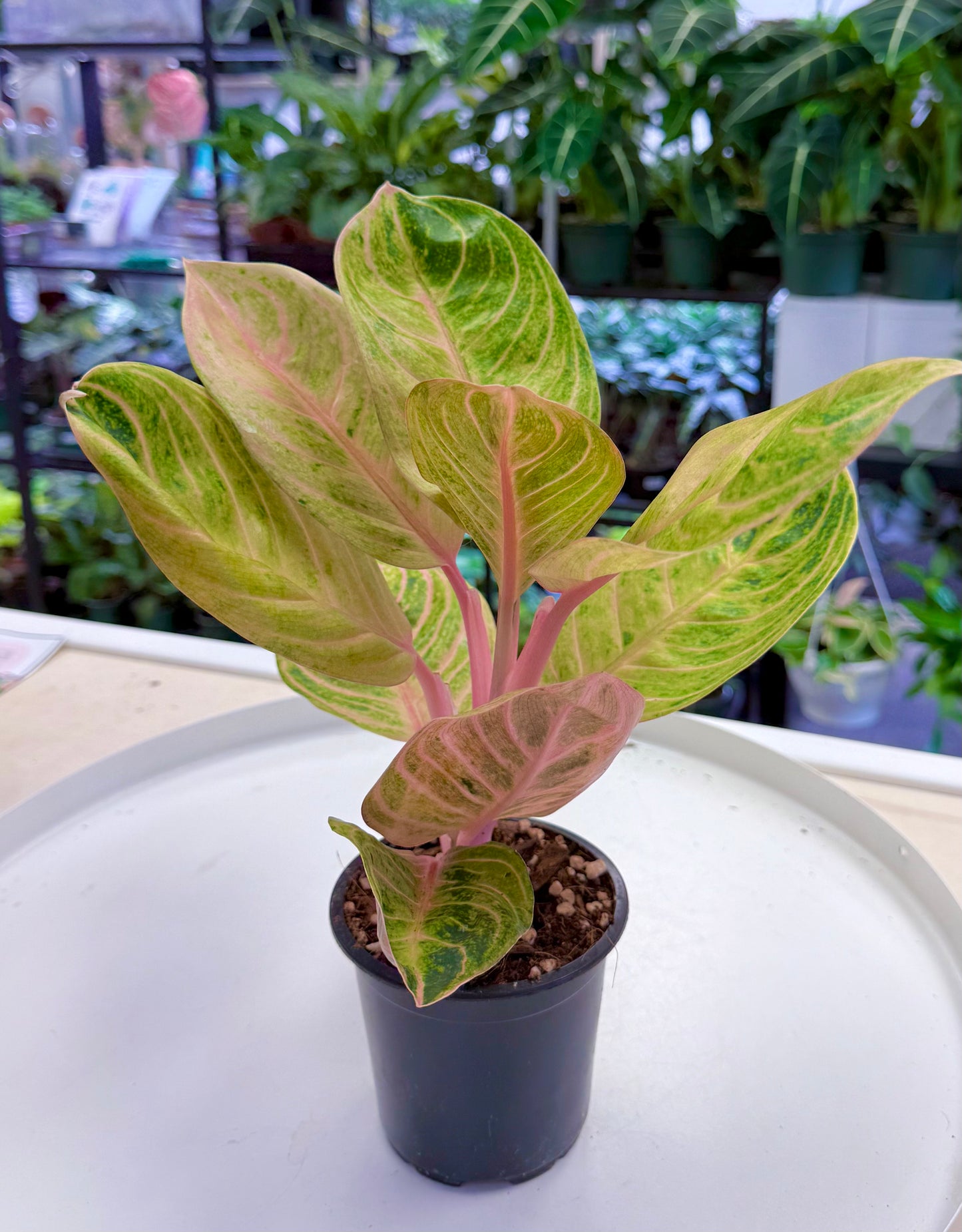Aglaonema 'Siam Perfect’ | Golden Pink