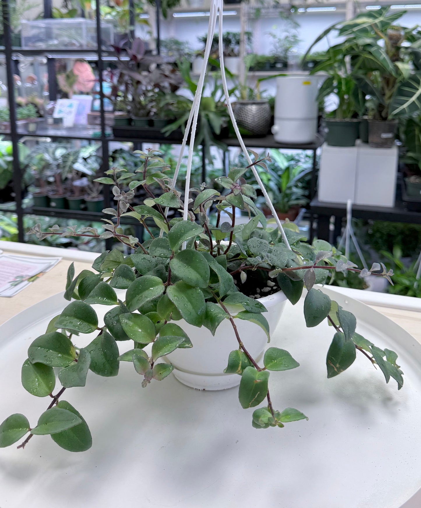 Aeschynanthus lobianus sp. | Lipstick Plant