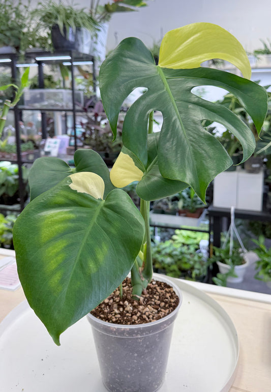 Monstera deliciosa Aurea 6”